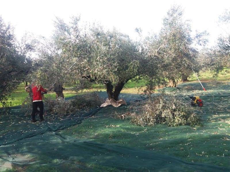 Αγροτικός Σύλλογος Γαργαλιάνων: «Το “πρασίνισμα” μαύρισε το Πάσχα των αγροτών»